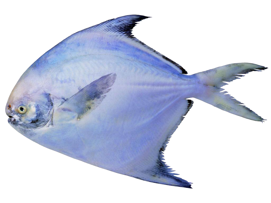 Rup Chanda ( Pomfret fish )